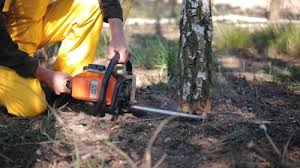 Leaf Removal in South Alamo, TX