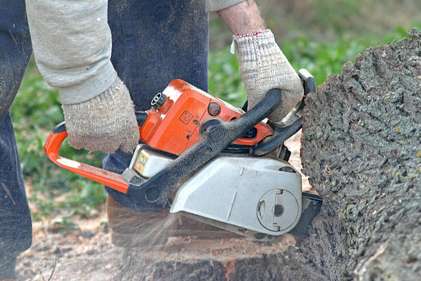 Lawn Renovation and Restoration in South Alamo, TX