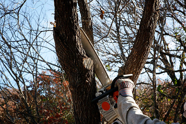 How Our Tree Care Process Works  in  South Alamo, TX