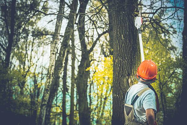 Best Tree Trimming and Pruning  in South Alamo, TX