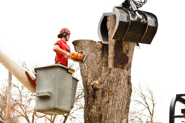 Tree Care