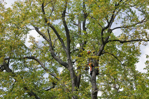 Best Tree Maintenance Programs  in South Alamo, TX